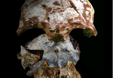Oldest Human Fossil in SEA found in Laos