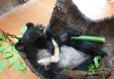 Champa Bear Recovered