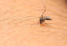 Dengue Fever Laos